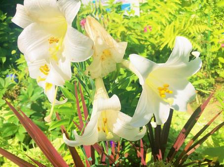 道端の可憐な花々 道端の可憐な花々の写真
