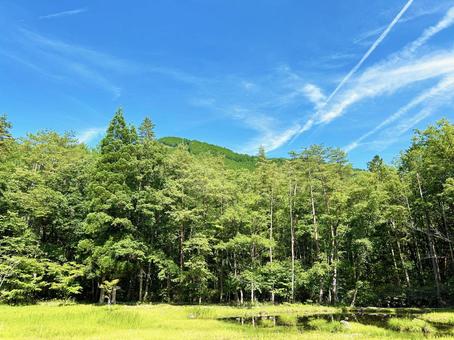 青空と新緑の木々 青空と新緑の木々 空,爽やか,新緑の写真素材