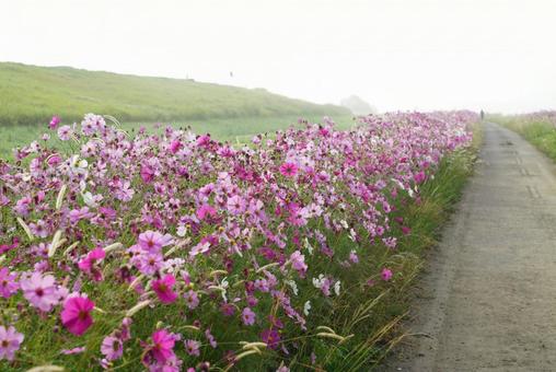 コスモス コスモス,秋,花の写真素材