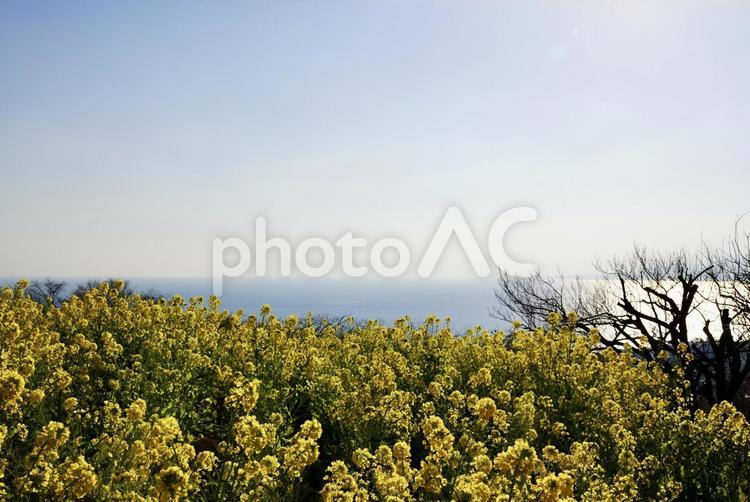 菜の花と青空と海 花,黄色,空の写真素材