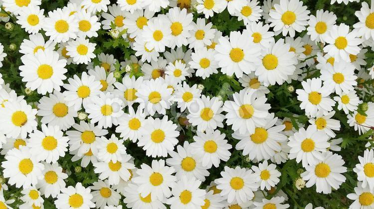 テクスチャで使えるノースボールの白い小花 花,小花,白の写真素材