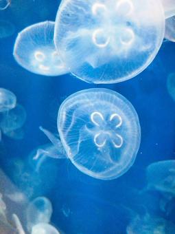 ミズクラゲの群れ ミズクラゲ,クラゲ,毒の写真素材