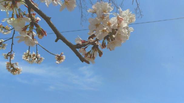 桜と空 桜と空の写真