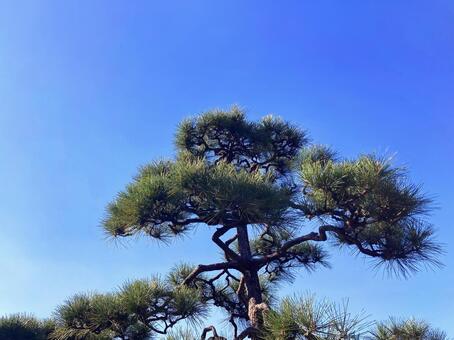 松 松,松の木,針葉の写真素材