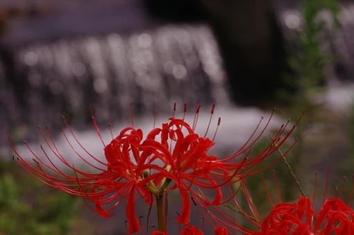 Cluster amaryllis Red spider lily Waterside, JPG