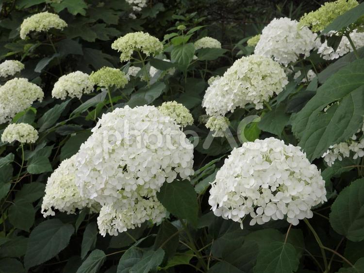群生する白いアジサイ 白,花,植物の写真素材