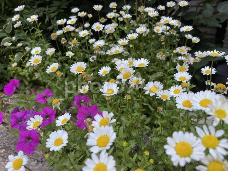 花壇に咲いたノースポールの花畑 ノースポール,花,フラワーの写真素材
