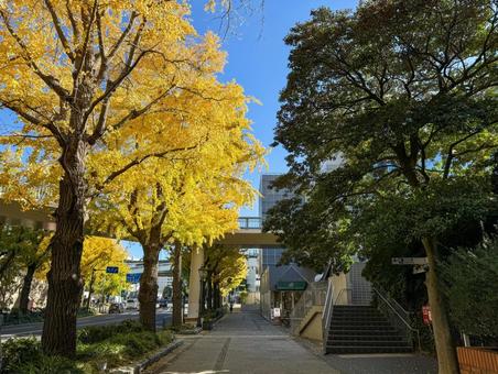 秋の山下公園通り 秋の山下公園通りの写真