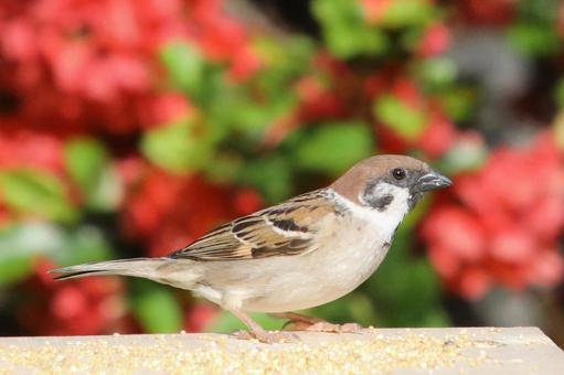 ボケの花とすずめ ボケの花とすずめ 鳥,野鳥,ことりの写真素材