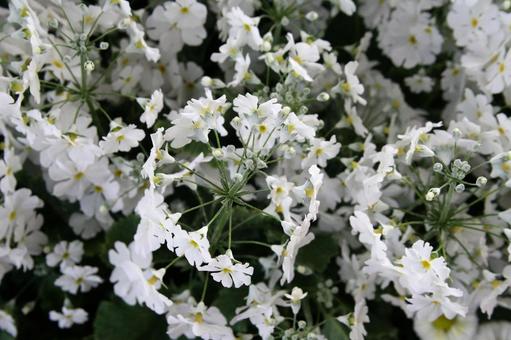 プリムラ　咲く風景 プリムラ,冬春,花色豊富の写真素材