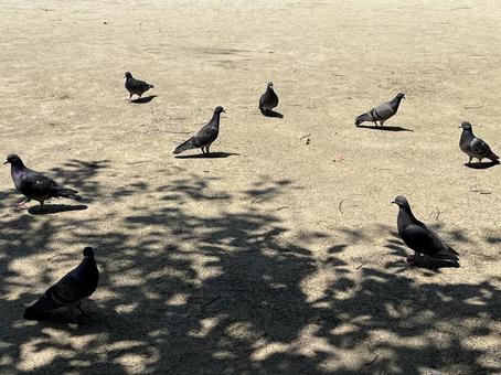 鳩 鳩の写真