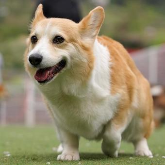 Corgi portrait, JPG