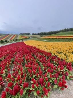 四季彩の丘 花畑,花の丘,パッチワークの丘の写真素材