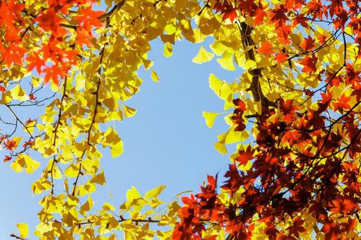 青空に映えるモミジとイチョウ 青空に映えるモミジとイチョウ 紅葉,秋,モミジの写真素材