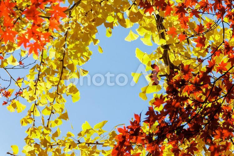 青空に映えるモミジとイチョウ 紅葉,秋,モミジの写真素材