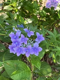 Hydrangea, JPG