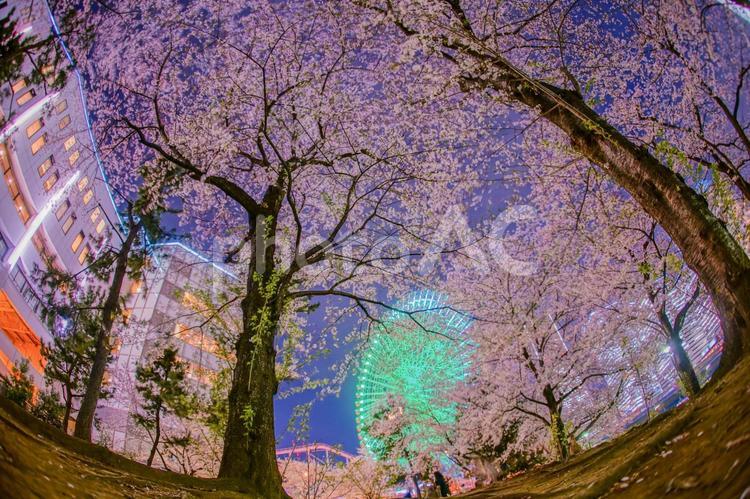 満開の夜桜とみなとみらいの夜景 横浜みなとみらい,夜桜,桜の写真素材