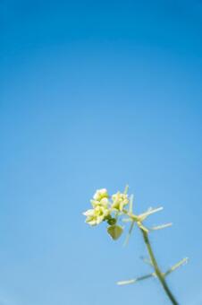アカネの白い花と青空 アカネ,花,白いの写真素材