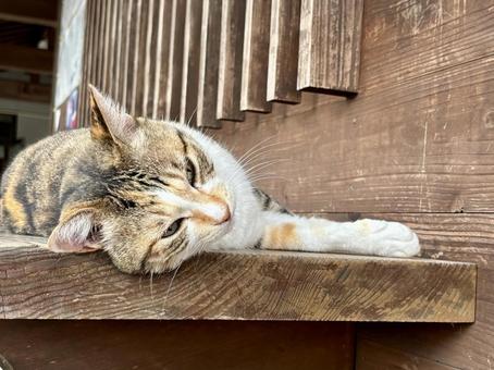 眠たそうな猫 眠たそうな猫 猫,ネコ,オレンジの写真素材