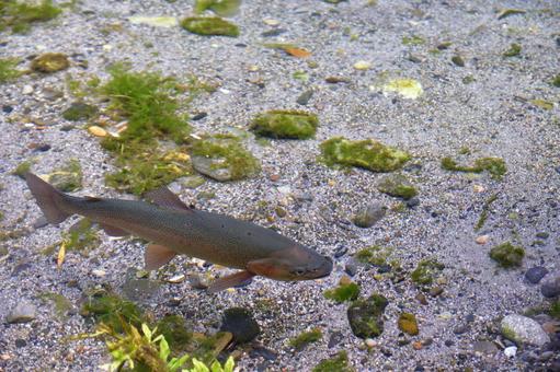 透き通った水中を泳ぐニジマス1 透き通った水中を泳ぐニジマス1 ニジマス,魚,淡水魚の写真素材