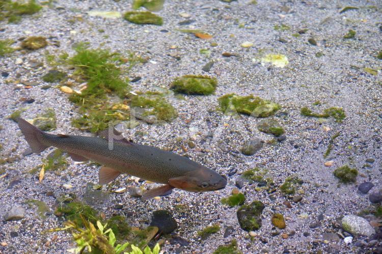 透き通った水中を泳ぐニジマス１ ニジマス,魚,淡水魚の写真素材