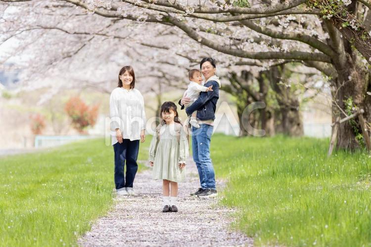 桜の咲く公園を歩く家族 桜,人物,男性の写真素材