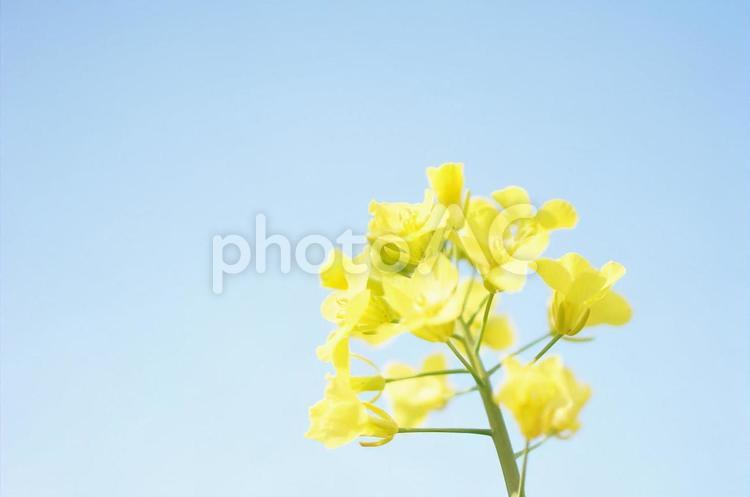 青空と菜の花 菜の花,青空,晴れの写真素材
