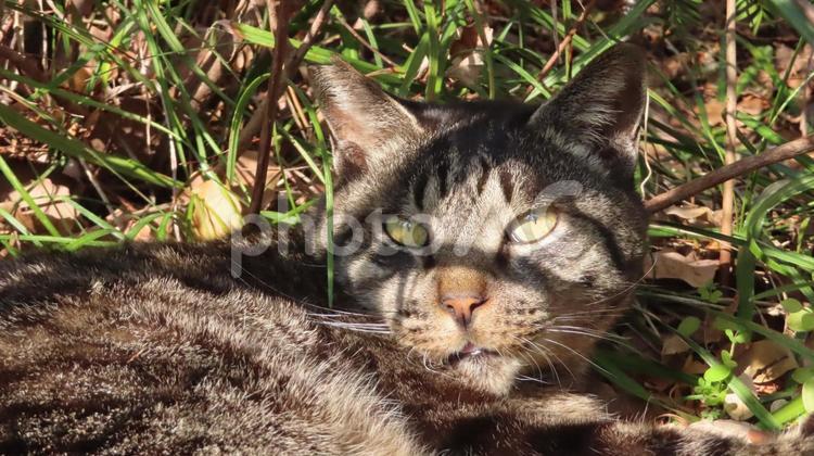 木漏れ日を受けるモフモフ猫の綺麗な目 猫,キジトラ,顔の写真素材
