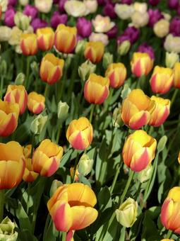 黄色と赤の２色チューリップの写真