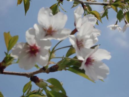 さくらのボケ背景-8の写真