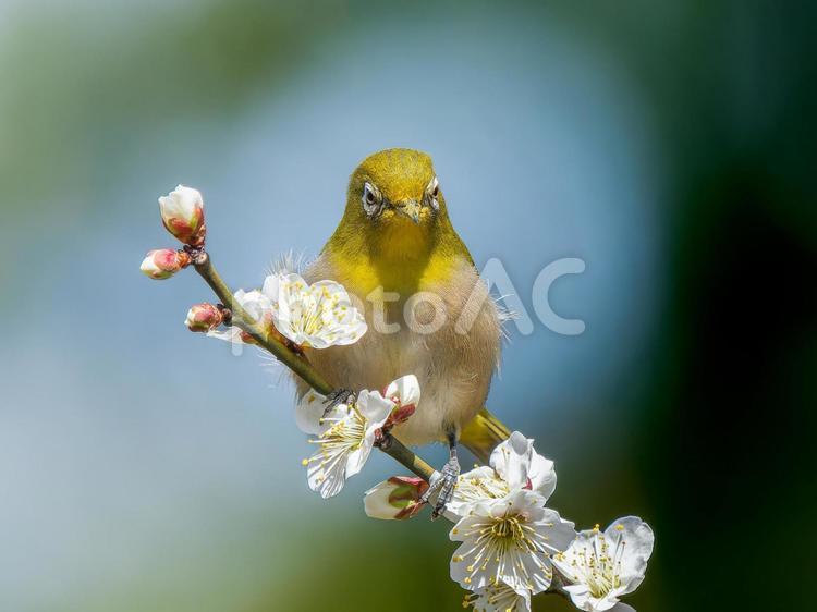 梅の花とメジロ・ウメジロー メジロ,ウメジロー,野鳥の写真素材