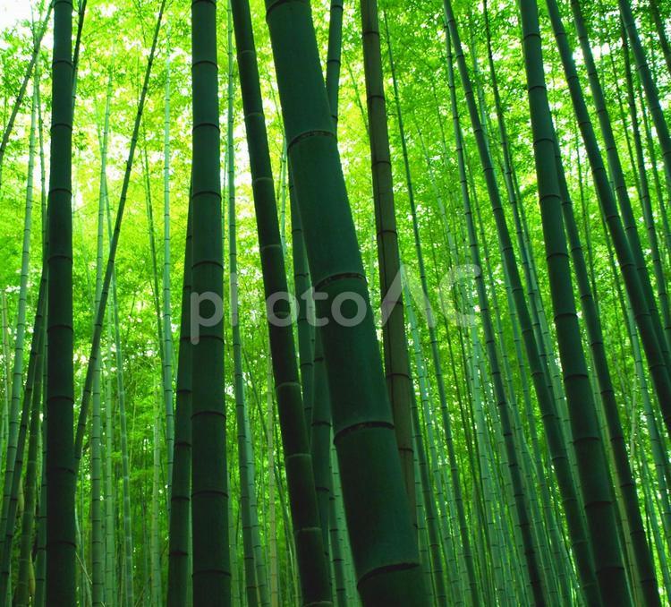 嵐山の竹林、竹林の背景、京都の竹林 竹林,京都,京都市の写真素材