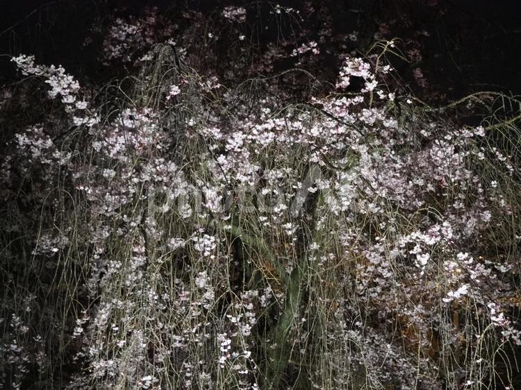 夜の枝垂れ桜 枝垂れ桜,夜の枝垂れ桜,夜の写真素材