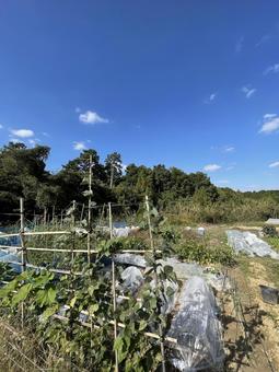 田舎の午後 夕方,シルエット,冬空の写真素材