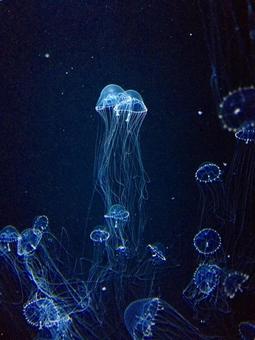 jellyfish, JPG