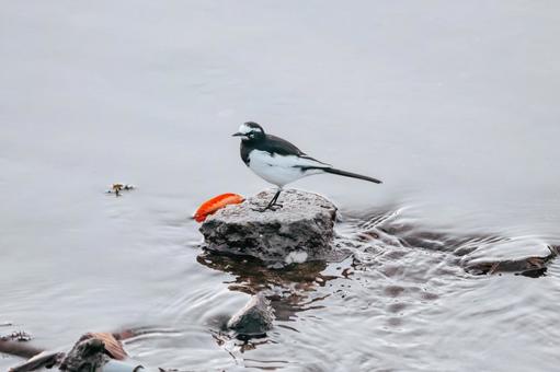 葉っぱとセグロセキレイ セグロセキレイ,野鳥,小鳥の写真素材