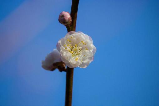 Blue sky and plum blossoms, цветки сливы, бутон, голубое небо, JPG