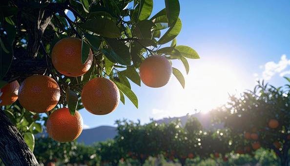 木に実るグレープフルーツの写真