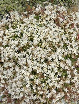 セダム・アルブム セダム・アルブム 植物,多肉植物,弁慶草の写真素材