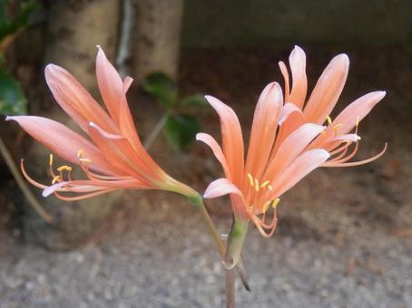 【花の写真】庭に咲くキツネノカミソリ 【花の写真】庭に咲くキツネノカミソリの写真