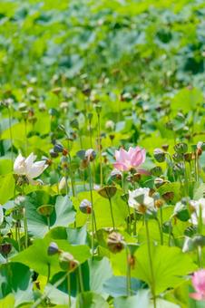 夏の陽射しを浴びる蓮の花と葉 夏の陽射しを浴びる蓮の花と葉の写真
