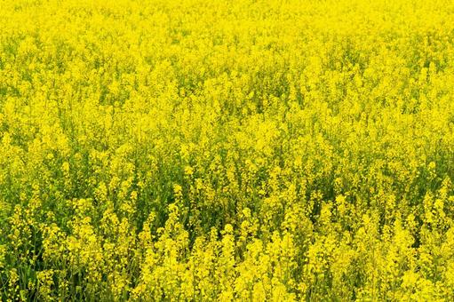 一面に広がる菜の花畑 一面に広がる菜の花畑の写真