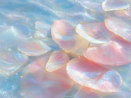 真珠のように輝く花びら 真珠のように輝く花びらの写真