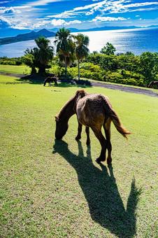鹿児島　開聞山麓自然公園（トカラ馬牧場） 開聞山麓自然公園,トカラ馬牧場,開聞岳の写真素材