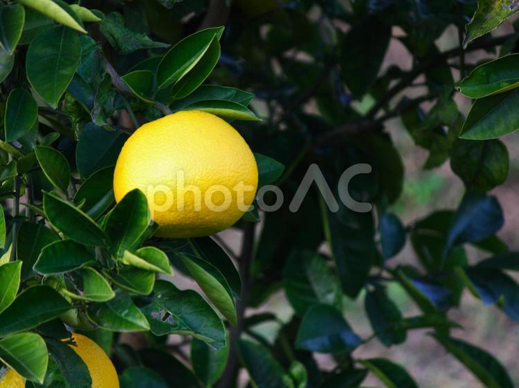 みかんの木③ みかん,みかんの木,果物の写真素材