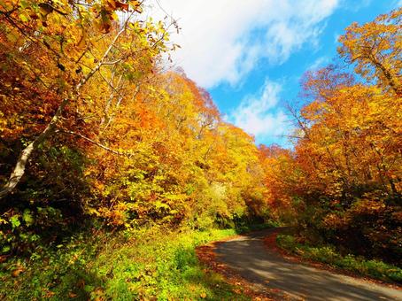 紅葉(天狗原山・金山) 紅葉(天狗原山・金山) 紅葉,もみじ,秋の写真素材