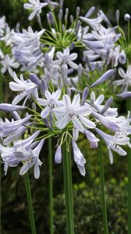 アガパンサスの写真
