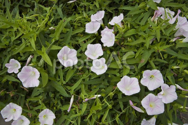 夏祭り会場の白い花1 花,夏,植物の写真素材
