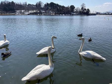 白鳥 白鳥 白鳥,湖,高松の池の写真素材