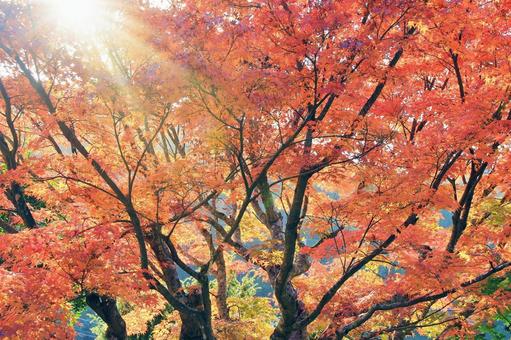 もみじの紅葉・木漏れ日 もみじの紅葉・木漏れ日 もみじ,秋,紅葉の写真素材